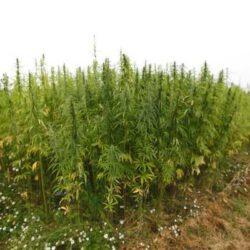 hemp-field