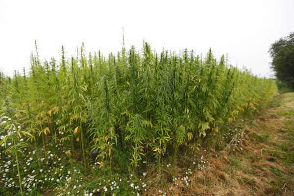 The Future is Hemp: This Amazing Plant Could Transform Australian Agriculture